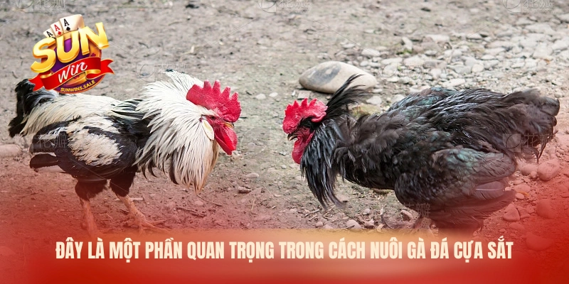 Đây là một phần quan trọng trong cách nuôi gà đá cựa sắt