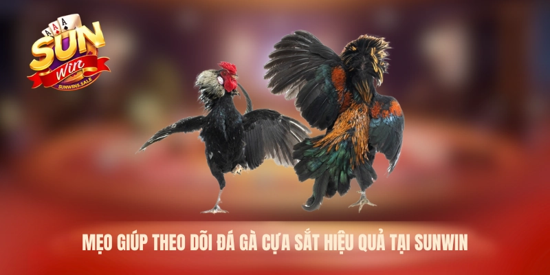 Mẹo giúp theo dõi đá gà cựa sắt hiệu quả tại Sunwin